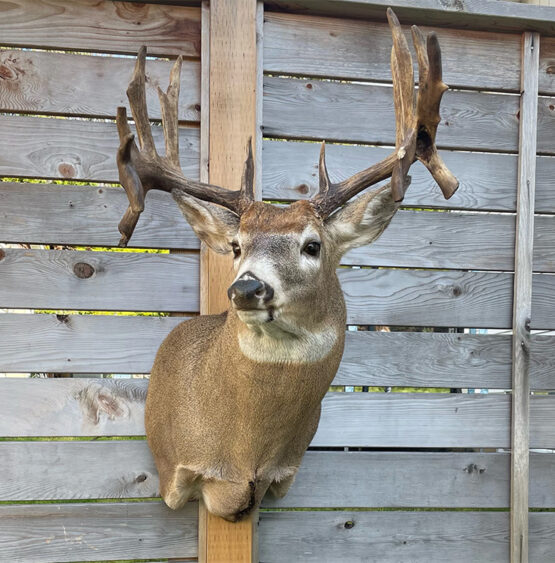 Non Typical Buck