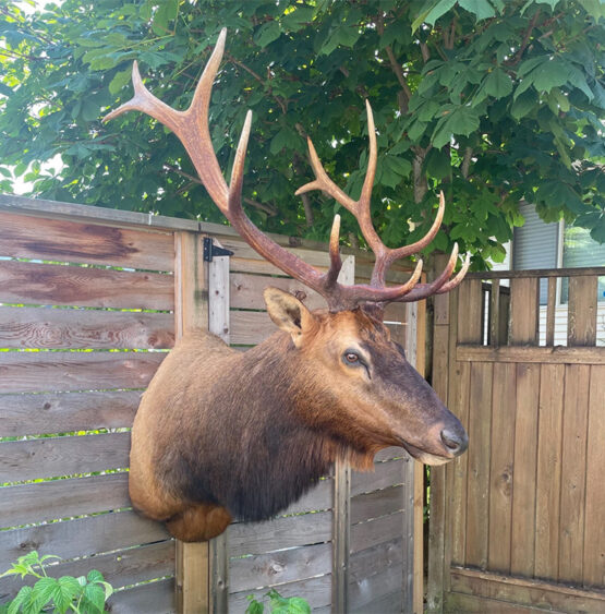 Roosevelt Elk