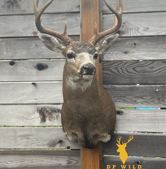 Blacktail Buck Shoulder Mount