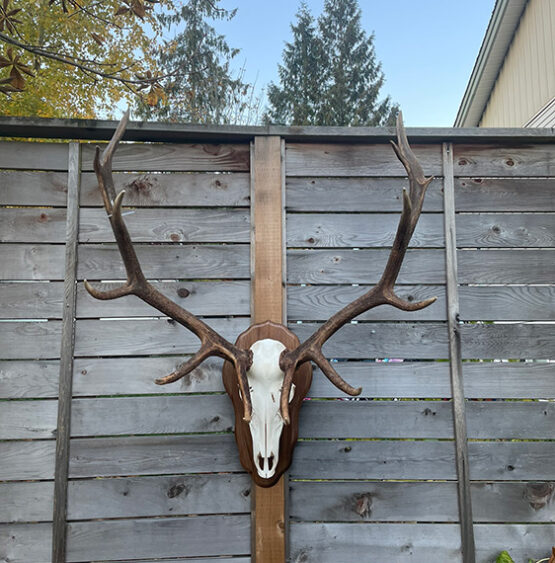 European Elk Mount