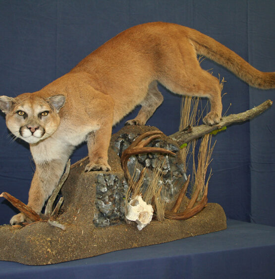 Full Mount Cougar Taxidermist Project