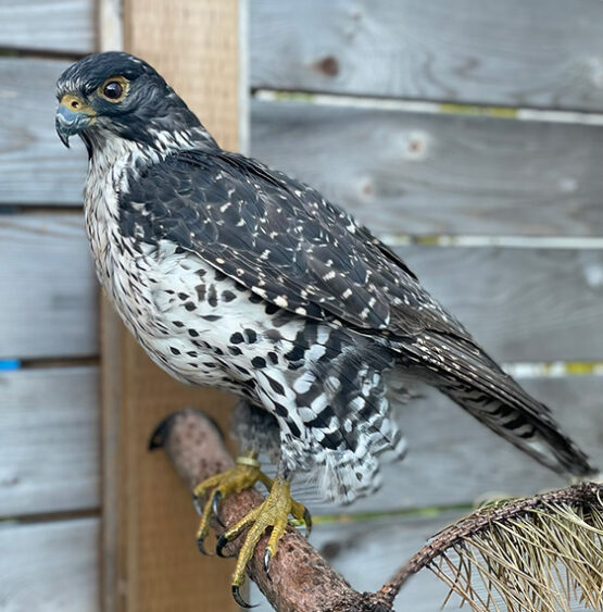 Gorgeous Bird Of Prey Mounted With A Habitat