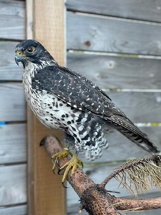 Gorgeous Bird Of Prey Mounted With A Habitat