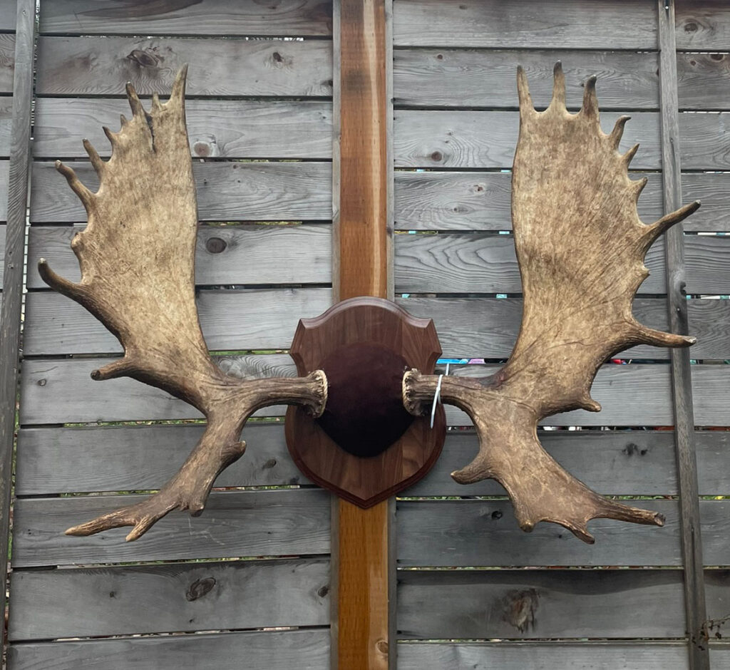 Velvet moose mount