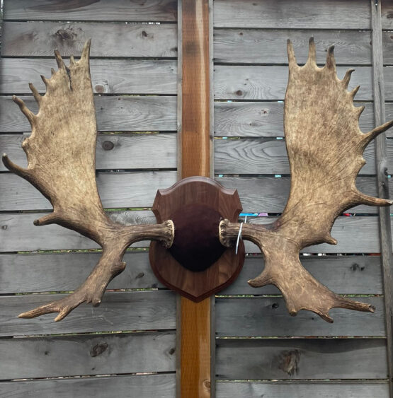 Velvet moose mount