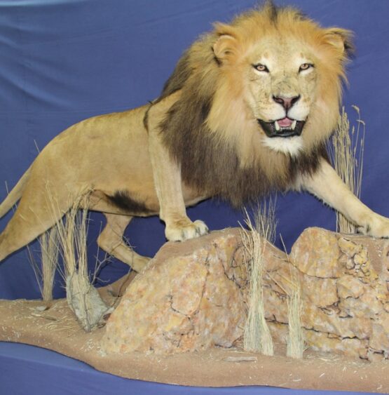 Exotic Male Lion Life-Size Taxidermy Mount With Habitat