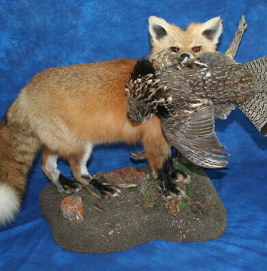 Fox With A Grouse