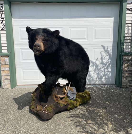 Lifesize Black Bear Mount With Habitat