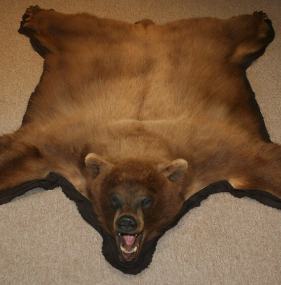 bear _1