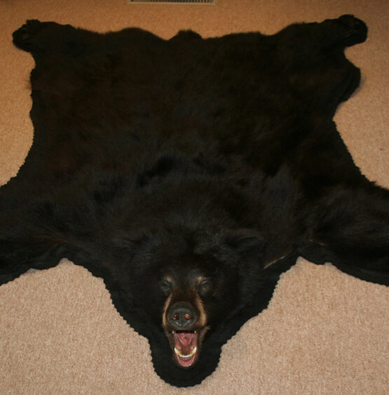 bear _2