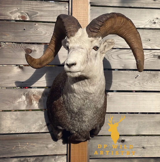 Stone Sheep Mount