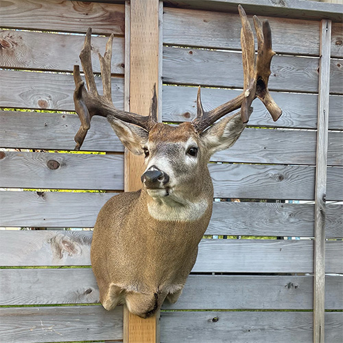 non-typical buck shoulder mount