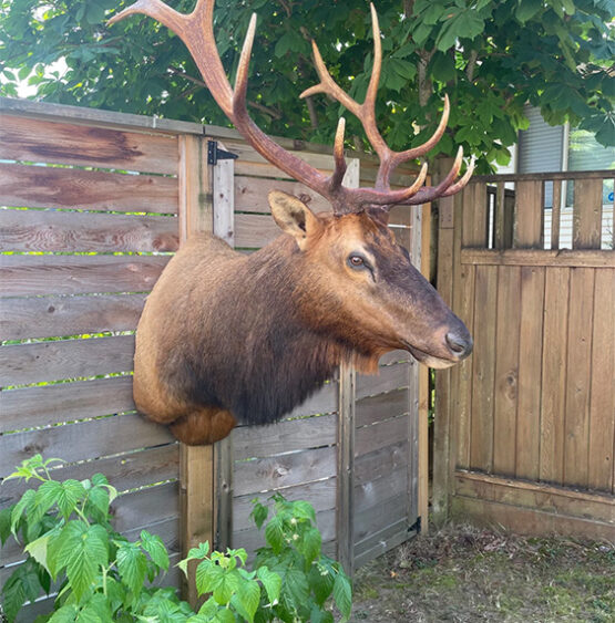 roosevelt elk shoulder mount