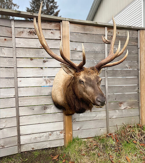 forward looking elk mount