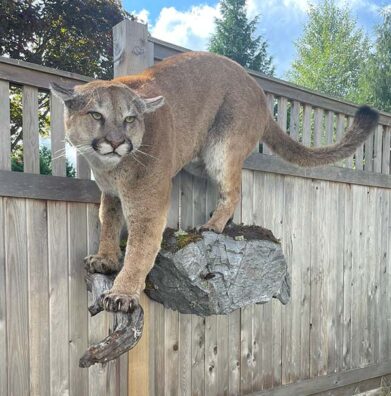 Full Mount new Cougar on Rocks