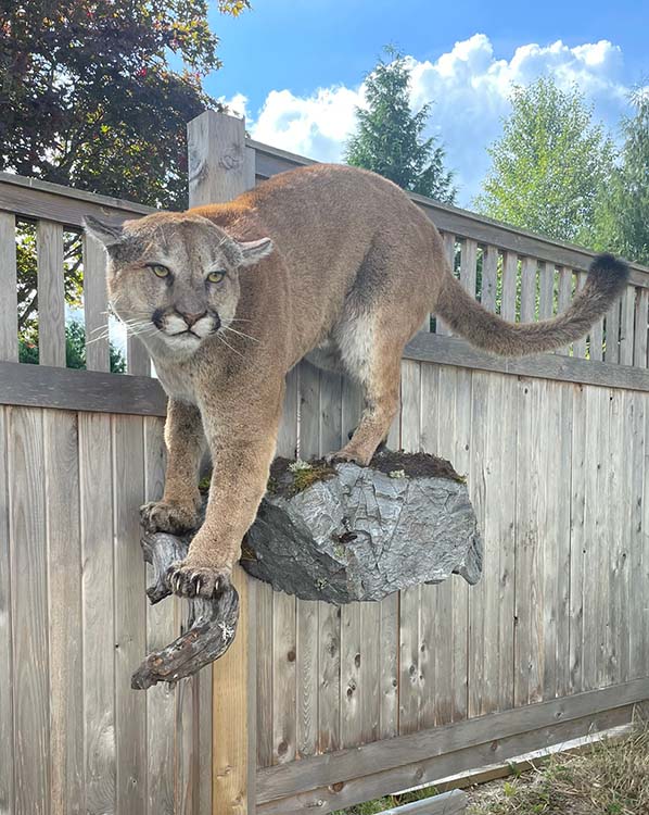 Full Mount new Cougar on Rocks